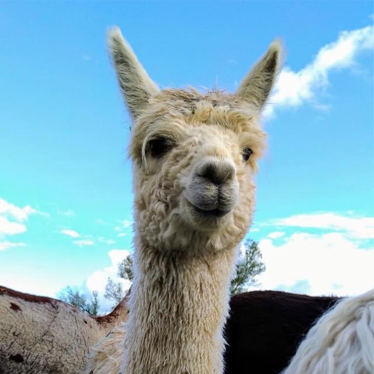 Big Sky Alpacas